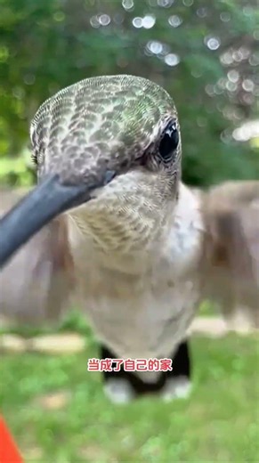 A Kind Man Heartwarmingly Feeds a Hummingbird, Unexpectedly Winning the Trust and Companionship o...