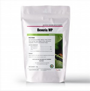 [Hot Item] Beveria Wp - Effective Biological Control Whitefly, Thrips, Aphids, Spider Mites, Psyllids - Beauveria Bassiana Organic Insecticide.