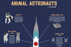 A Graphic Guide to Space Animals