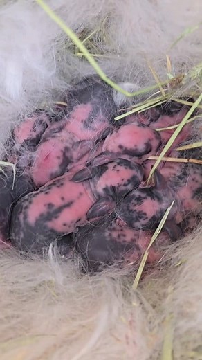 With 8 more kits to the Rabbit Army I am sitting at 50 rabbits right now. Lmfao. I'll be getting rid of a lot of the adult rabbits this week. #AnimalHusbandry #easterbunnies #babyrabbits #Homesteading #FarmLife #selfreliance #meatrabbits #RaisingRabbits | Clueless Bushcraft