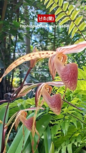 Orchid #WesternOrchid #Orchids #Healing