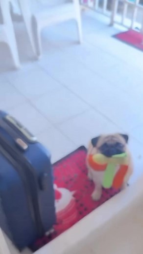 You’re home early🐶🤔 #pug #pugsoftiktok #pugs #puglife #pugpuppy