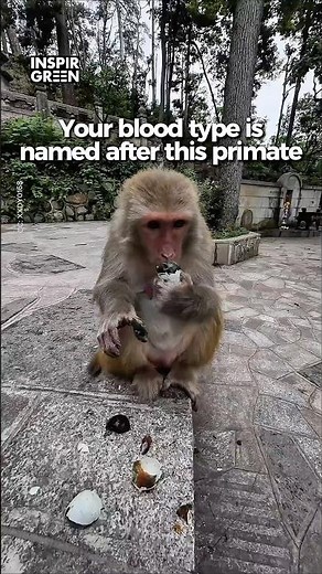 How a Monkey's Blood Saved Human Lives #shorts #bloodtype