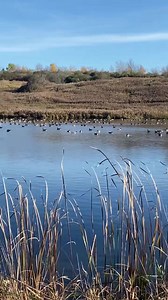 36K views · 3.6K reactions | Geese season 23‼️ #gansoscanadienses #geese #seasongeese #gansos #Canadá #hunting | Duckhuntingg | Facebook