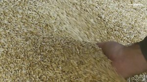 Ukraine : semer malgré la guerre