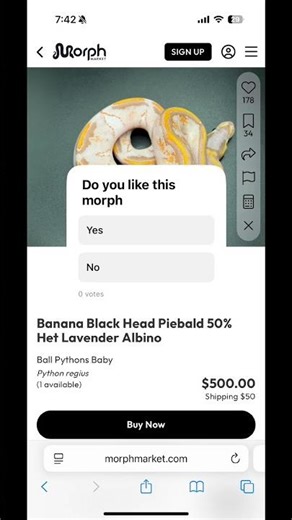 Do you like this morph #ballpython