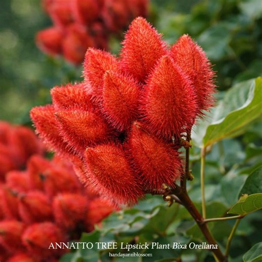 100 Annatto Tree Seeds – Lipstick Plant Bixa Orellana, Tropical Color Plant - Etsy