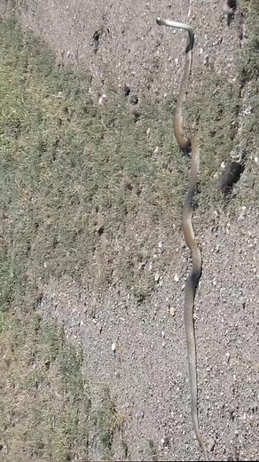 The Answer to the previous post question. Which one was a black mamba, The Answer is A. a highly venomous snake native to subsahara Africa. This clip was taken in makuyuni Arusha. | PAMS Foundation