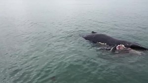 🌊 SHARK FEASTS ON WHALE CARCASS 🌊 Kira Price captured amazing footage of a shark feasting on the washed up whale carcass at Peppermint Grove Beach. You wouldn't want to be out there today... 😅 The beach remains closed for swimming due to high shark activity. Department of Fisheries advised a 4.2m White shark was tagged and released at the beach today about 3.30pm. The Shire of Capel has said its making arrangements for the whale's removal from the beach. Visit sharksmart.com.au for up-to-date