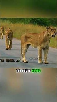 THE LAW OF SURVIVAL WHEN THE HUNTER BECOMES A CROCODILE'S MEAL #animalworld #wildlife #lion #croc...