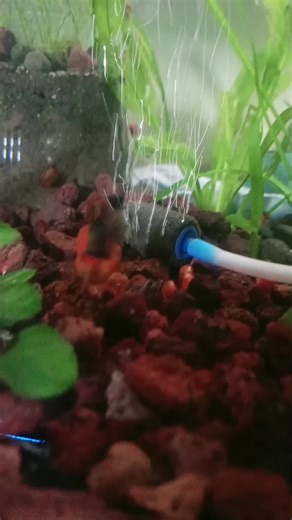 Lava Rock for Aquariums: Enhance Your Aquatic Landscape