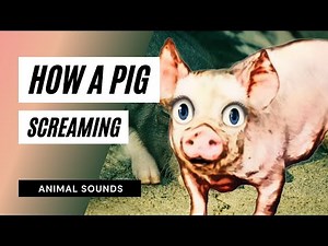 How A Pig Screaming and Squealing / Sound Effect / Animation