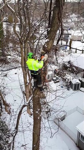 Grove 4100 Tree Removal Job - Stratford, CT