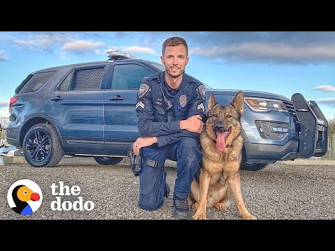 Brave Police Dog Meets His New Baby Sister | The Dodo