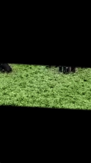 Doesn’t matter where you start with your training it’s where you finish counts #canecorso #dogtrainer #malinois #dogtraineruk #work