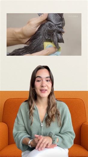 Originarios de Indonesia, los pollos Ayam Cemani 🐔 son únicos en el mundo por su color completamente negro: plumas, piel e incluso huesos. Considerados símbolo de elegancia, son una de las razas más exóticas y admiradas en la avicultura 🐥. #Avicultura #SectorAvícola #Aves #ProducciónAvícola | Avicultura.mx