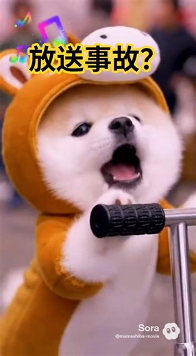 🐶馬になった豆柴、花見で歌いながらキックボードで自爆ｗ / Horse or Dog? Epic Scooter Fail!🌸