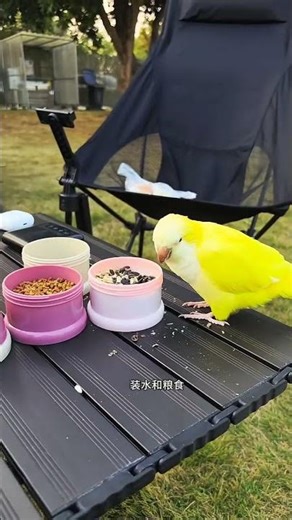 With these items, you can take your parrot on long trips without any problems. #ParrotCage