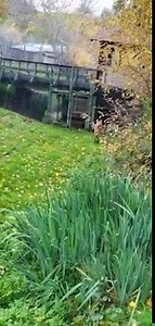 5.2K views · 280 reactions |  sound up!! Have you ever heard a maned wolf vocalize? Maned wolves, like Rio, are not actually a wolf - they are the only animal in their genus, Chrysocyon, meaning they are not closely related to any living animal. They are also unique is their vocalization, called a roar-bark, which Rio demonstrates so well for us in this video! | Wildlife Safari | Facebook