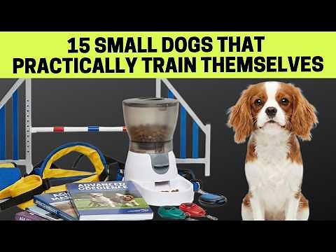 15 Small Dogs That Practically Train Themselves