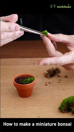 ミニチュア苔盆栽の作り方 #苔盆栽 #bonsai