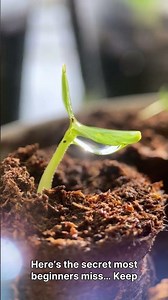 How To Grow Turnips at Home (Fast & Easy Harvest!) 🌱🥬