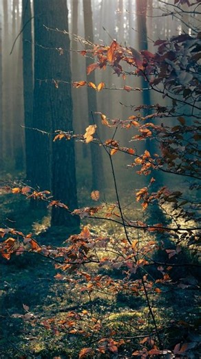 Relaxing 4K Nature Screensaver 🌿 Ambience #4k #naturescreensaver #relaxing #shorts #ambient