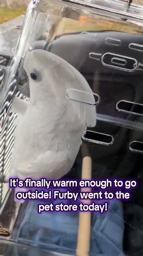 Robin & Furby on Instagram: "#furbythebirb went to the #petstore today!"