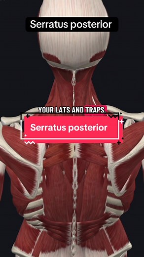 Hidden muscle that helps power your breathing during heavy lifts 💨 The serratus posterior superior plays a key role in rib elevation and chest expansion — yet most people have never heard of it. Train smart. Breathe strong. #anatomy #learnontiktok #serratusposterior #muscle #physicaltherapy