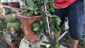 1.9K views · 38 reactions | Giao lưu mai tết cuối năm 2022. Cây mai mini thác đổ giá 2,7 triệu. Chưa gồm tiền ship. Anh em mua ib chốt cây | Mai Bình Định - Rẻ Đẹp Độc - Vườn Mai Bonsai 9 Mà | Facebook