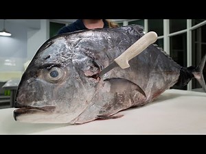 The Reason it’s Hard To Fillet African Pompano