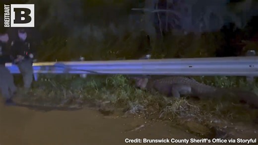 Monster! Footage from Wilmington, North Carolina, shows deputies wrangling a monstrous gator on Monday. | Breitbart
