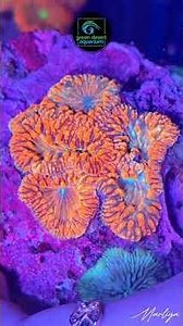 Blastomussa Coral Care Guide 🌊 Easy LPS for Any Reef Tank! #viral #aquarium #fyp #coral #4k #uae