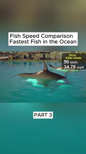 Comparativa de velocidad: pez vela vs pez espada
