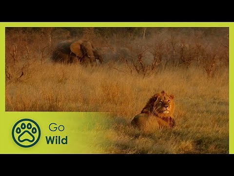 Lions - The Whole Story 3/13 - Go Wild