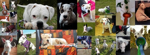 The Deaf Dog Network | I know there's no "right" or "wrong" way to teach hand signals but what is everyone using for down, sit, stay, come, etc | Facebook