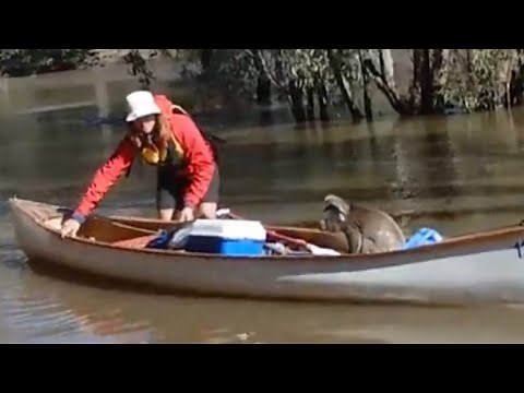 Stranded Koala Rescued by Students in Canoe