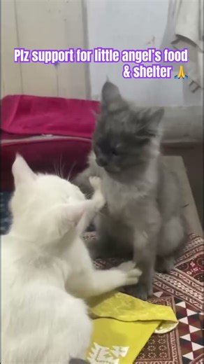 Cute kittens fighting video #kitten #kittens #catvideos #animallovers #coversong #viralvideo #viral