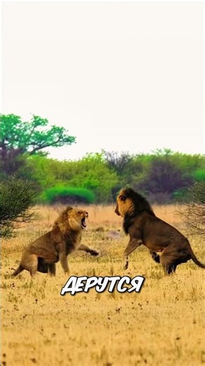 Самые странные и опасные драки животных 🌍🐾