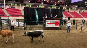 Winning international livestock auctioneer in action