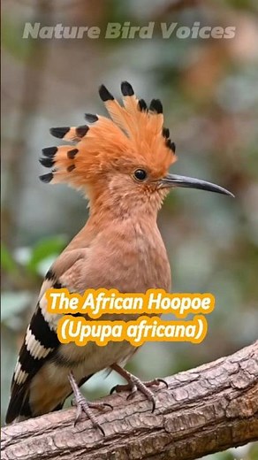 The African Hoopoe | Upupa africana #birds #birdsong #birdsounds