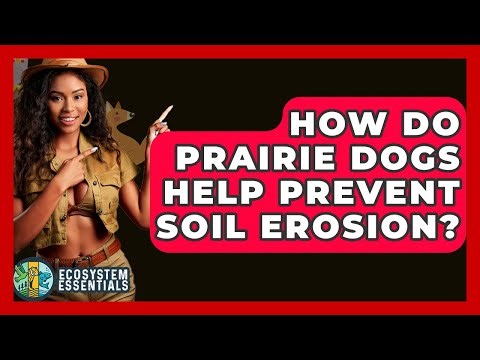 How Do Prairie Dogs Help Prevent Soil Erosion? - Ecosystem Essentials
