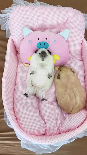 Anyone like this new bed?#guineapig #guineapigs #foryou #fyp