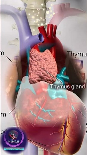 Thymus Gland Location, Function, and Role in Immune System Development (3D Animation)