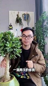 从幼苗到古树，掌握碧玉树栽培艺术