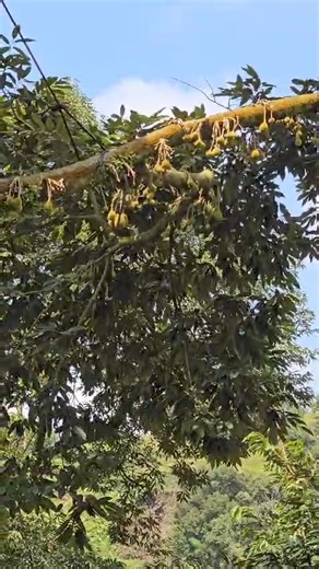 100K views · 522 reactions | Some update on our durian in Pahang. Highland MSW and the XXXO D24 | The Durian Tree | Facebook