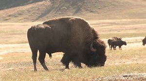 Bison Bull Male Adult Breeding Pawing Stock Footage Video (100% Royalty-free) 1011478736 | Shutterstock