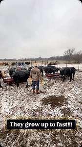 Last buckets for the soon to be fat calves. These guys will head to butcher in April. They’ll get turned in to the big pen to have free choice at feed to grow big, fat and happy. Excited to see these fill freezers for families here in Oklahoma. #oklahomabeef #oklahoma #okc | Swisher Beef Co.