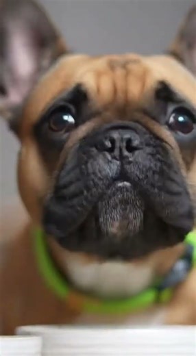 Owner Tries to Beat Dog in Eating Challenge… Fails!