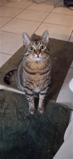 Everyone Loves the Buh-buh! We know We know ☺️ - Alexander the Library Cat